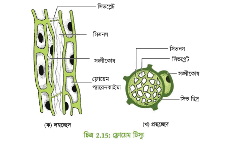 ফ্লোয়েম টিস্যুর আণুবীক্ষণিক ছবি