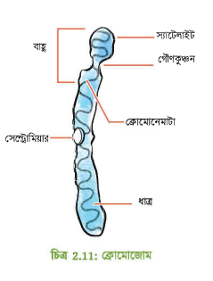 ক্রোমোজোমের আণুবীক্ষণিক ছবি