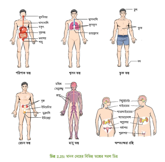 মানবদেহের বিভিন্ন তন্ত্রের সরল চিত্র