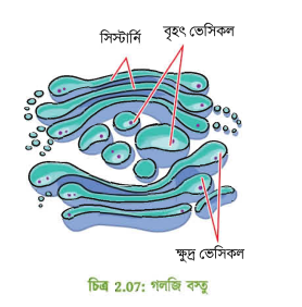 গলগি বস্তুর আণুবীক্ষণিক ছবি