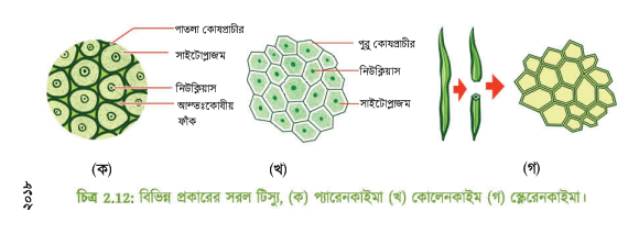 বিভিন্ন টিস্যুর আণুবিক্ষণিক ছবি