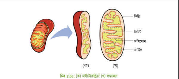 মাইটোকন্ড্রিয়ার আণুবীক্ষণিক ছবি