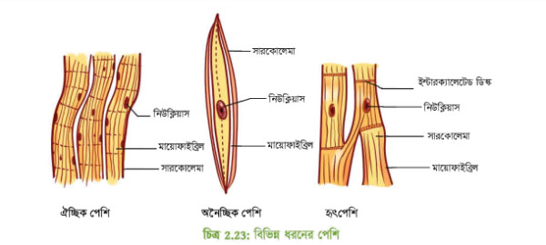 বিভিন্ন পেশির আণুবীক্ষণিক ছবি