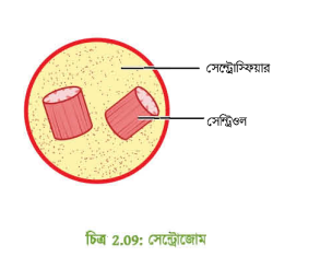 সেন্ট্রোজোমের আণুবীক্ষণিক ছবি