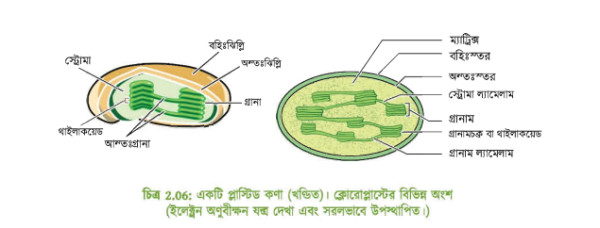 প্লাস্টিডের আণুবীক্ষণিক ছবি