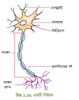 নিউরনের আণুবীক্ষণিক ছবি