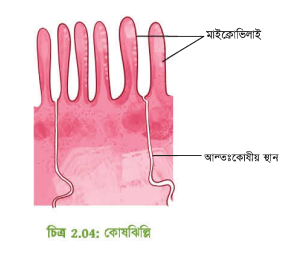 কোষঝিল্লির আণুবিক্ষনিক চিত্র